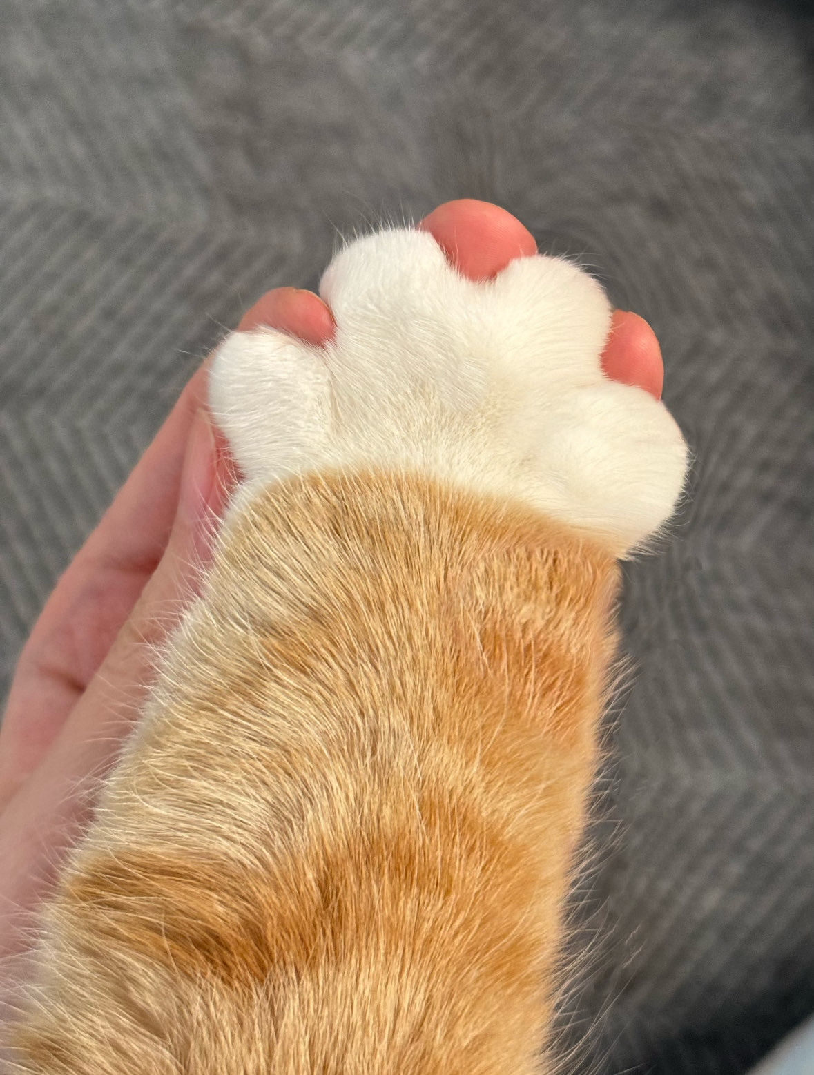 小猫爪
