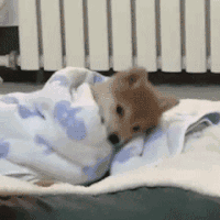 IMG_7139.gif